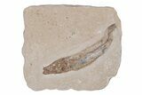 Cretaceous Fossil Fish - Lebanon #218839-1